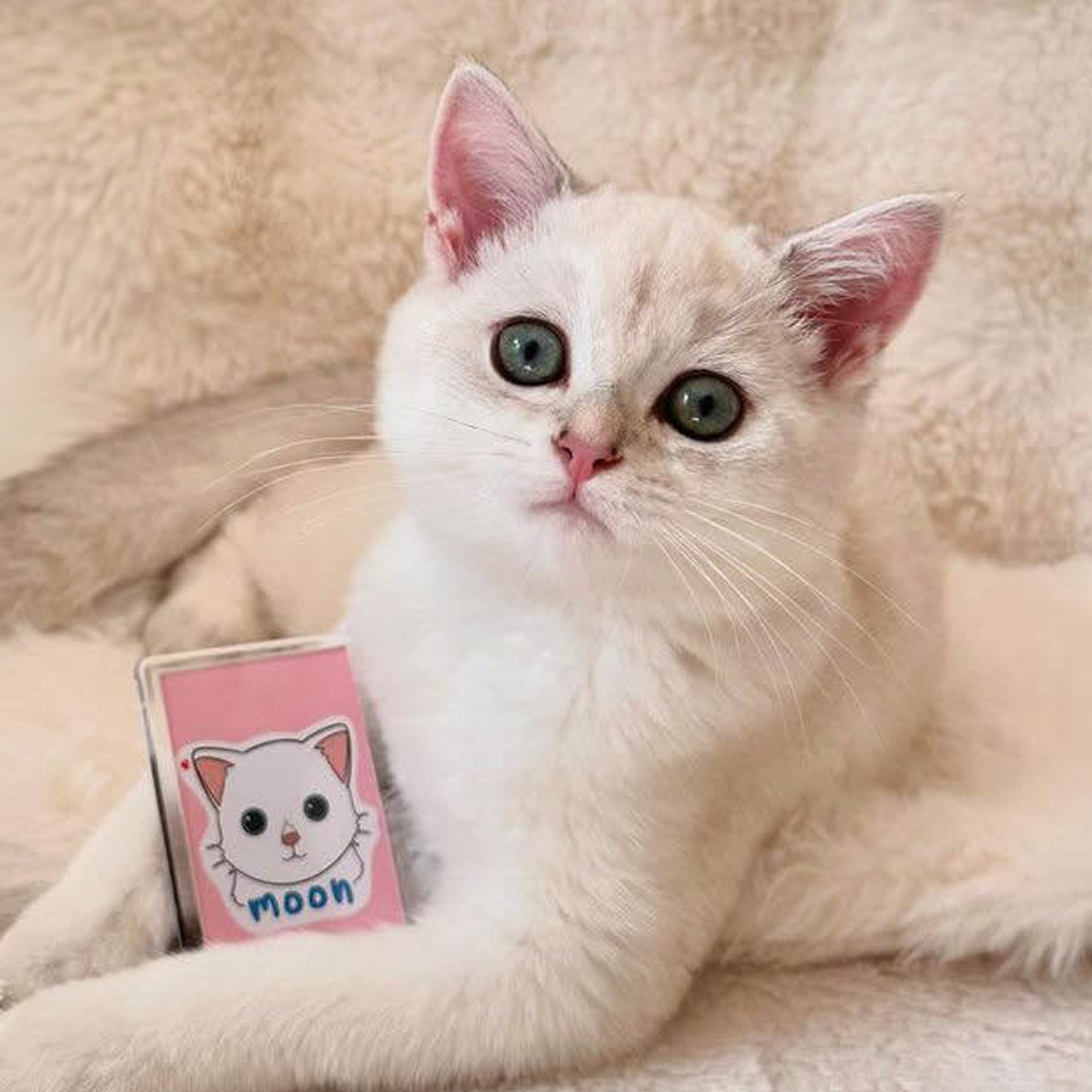 Magnet personnalisé chat