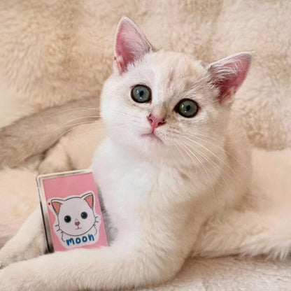 Magnet personnalisé chat